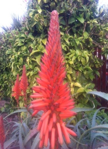 Red hairy flower