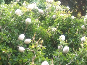 In the Western Cape, eggs grow on shrubs